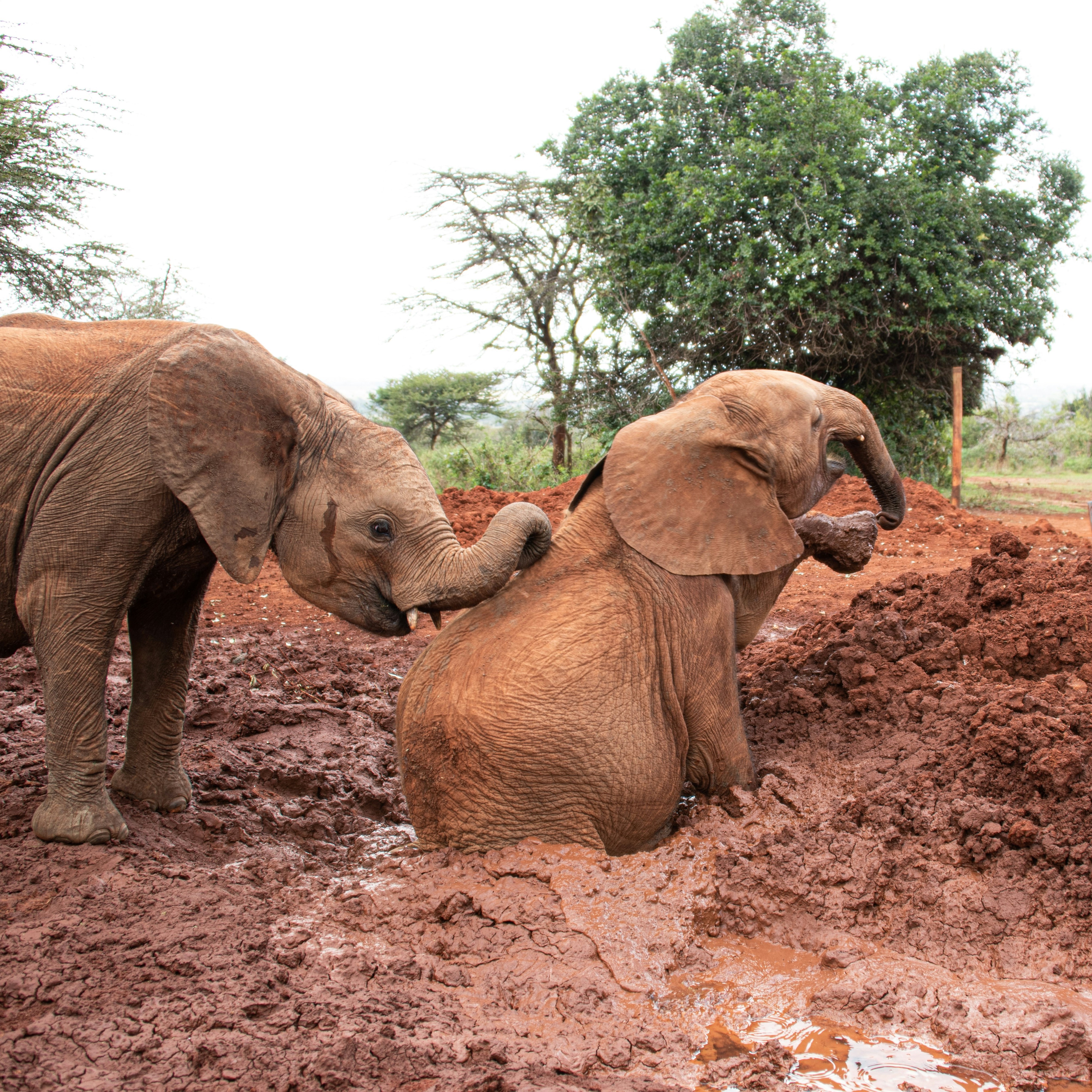 Kenya Wildlife
